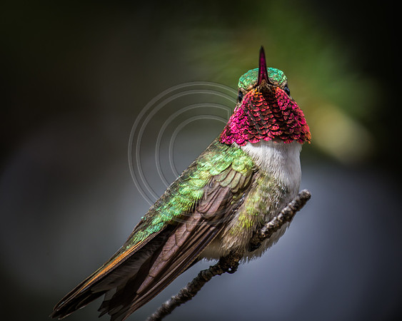 2014 june hummingbirds-6