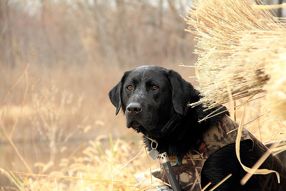 Klima duck hunt_20101122_0132