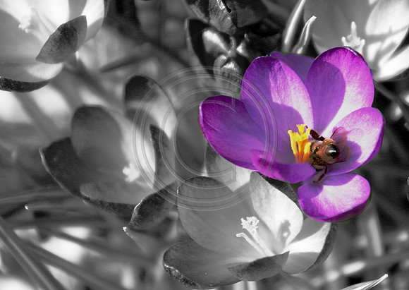 early spring 2011