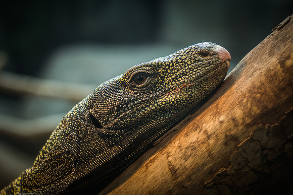 denver zoo 09082014-9