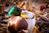 20111025 antioch park-205