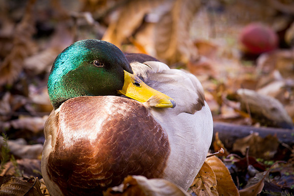 20111025 antioch park-205
