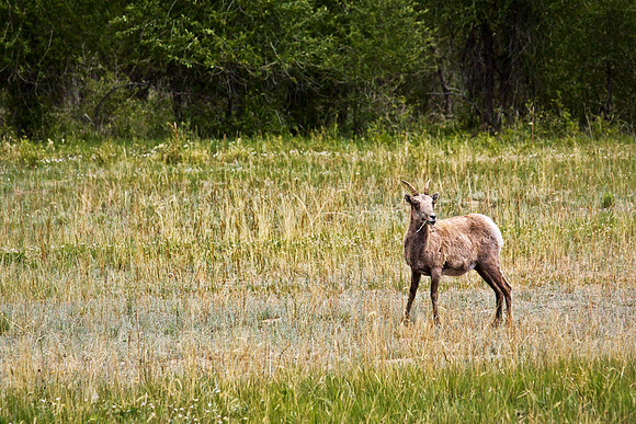 Big Horn Sheep-8