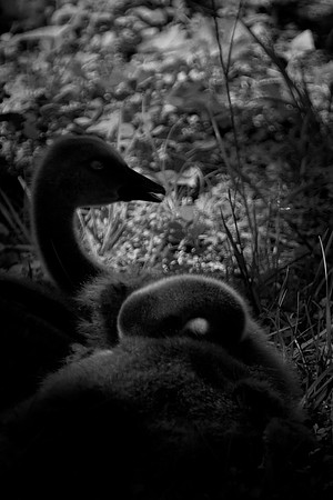 antioch park geese-9