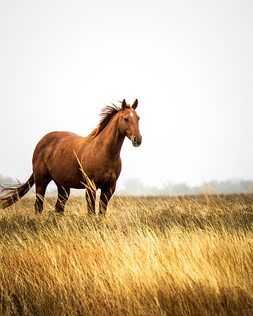Horses in the prairie - 3