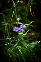 arboretum (114 of 192)
