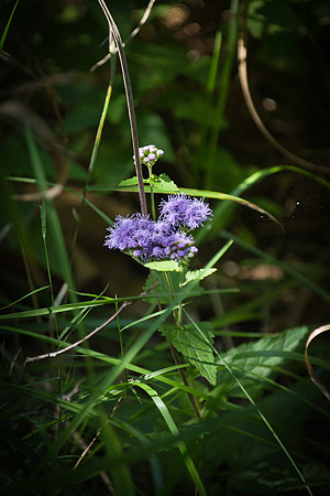 arboretum (114 of 192)