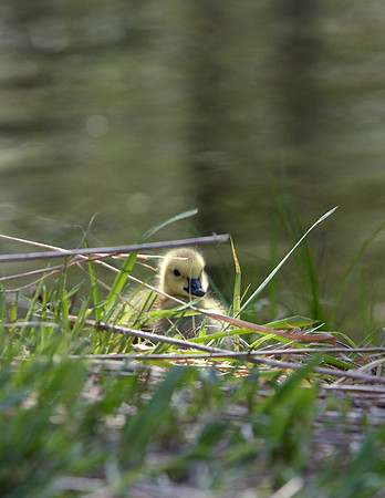 20110429 geese7