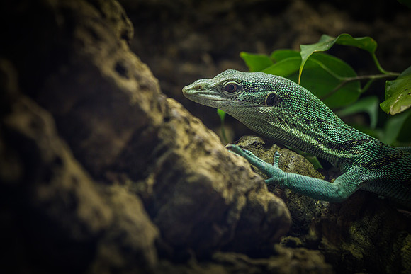 denver zoo 09082014-10