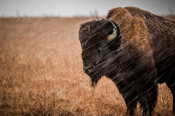 Bull Bison in snow - Feb 2015