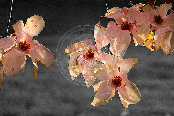 magnolia black white color plastic waterclr