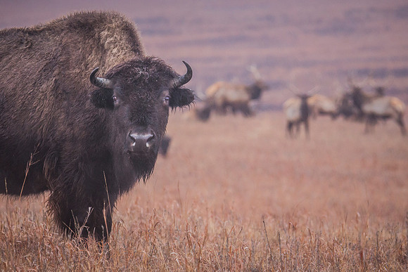 Bison Elk - Snow - Feb 2015