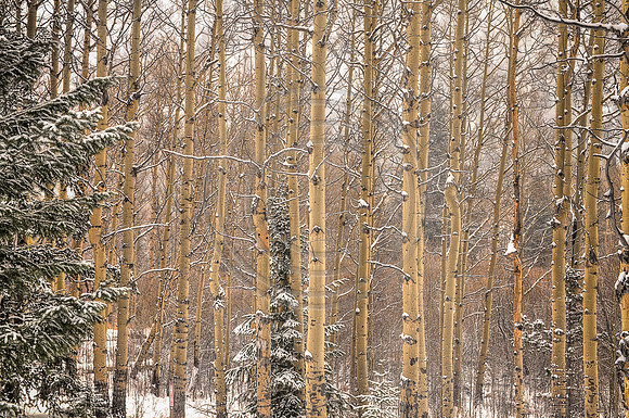 Warm Aspens in Cold