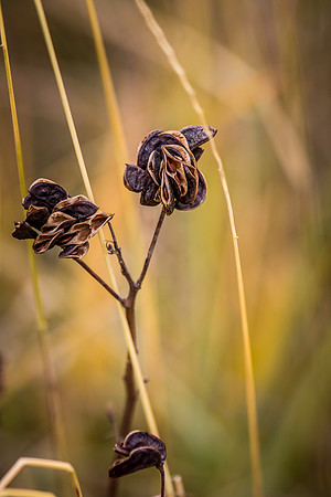 Partridge Pea