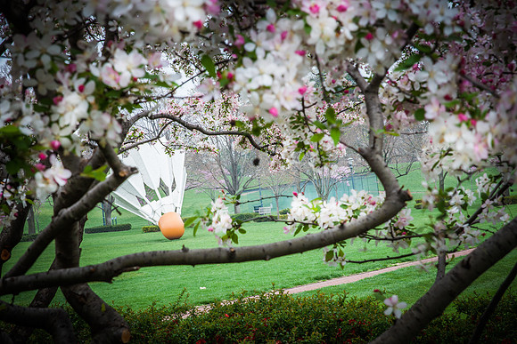 framed in blossom