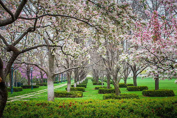 blossoms