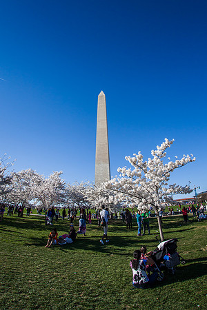 Blossoms at the Washington Monument