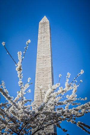 Cherry Blossoms and the Washington Monument - 3