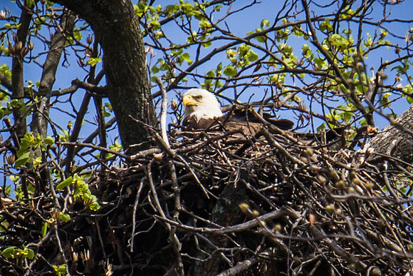 National Arboretum Eagles