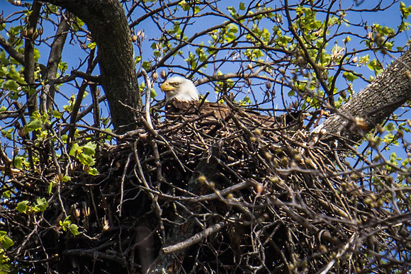National Arboretum Eagles