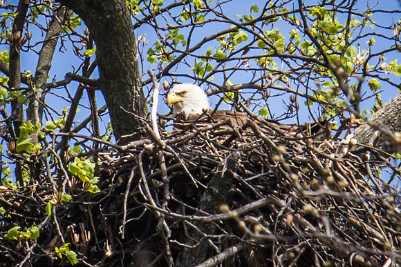 National Arboretum Eagles