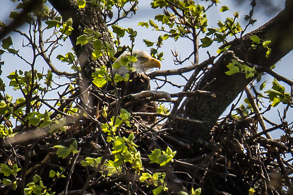 National Arboretum Eagles