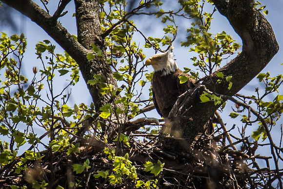 National Arboretum Eagles