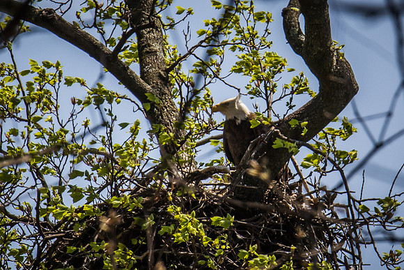 National Arboretum Eagles