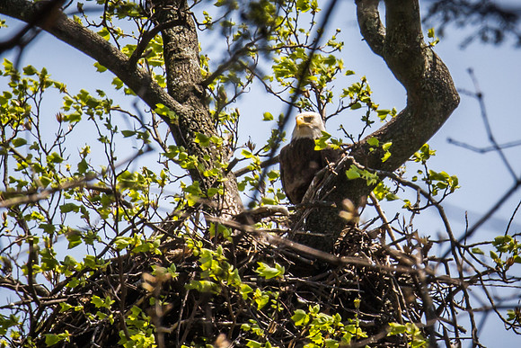 National Arboretum Eagles