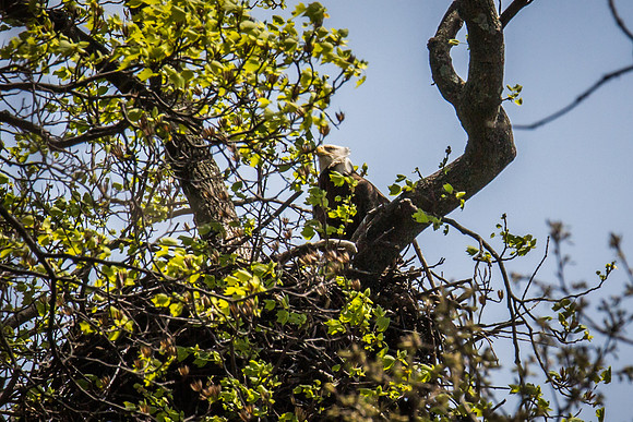 National Arboretum Eagles