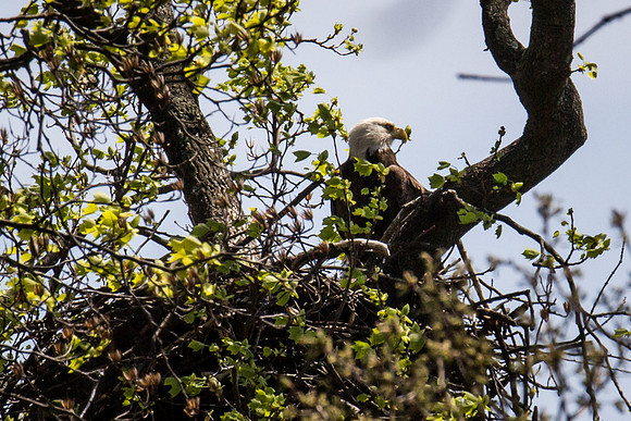 National Arboretum Eagles
