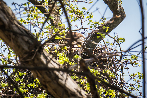National Arboretum Eagles