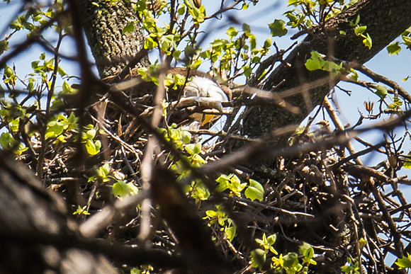National Arboretum Eagles
