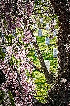 Arlington Cemetery