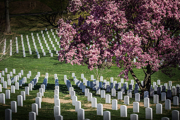 Arlington Cemetery