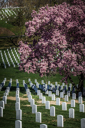Arlington Cemetery