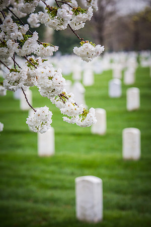 Arlington Cemetery
