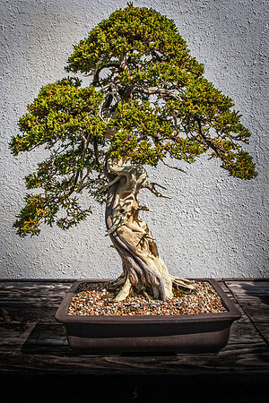 IMG_0295-Edit