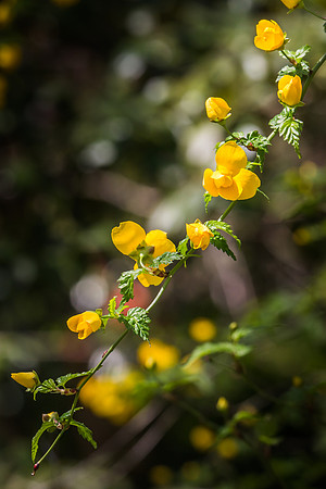 IMG_0445