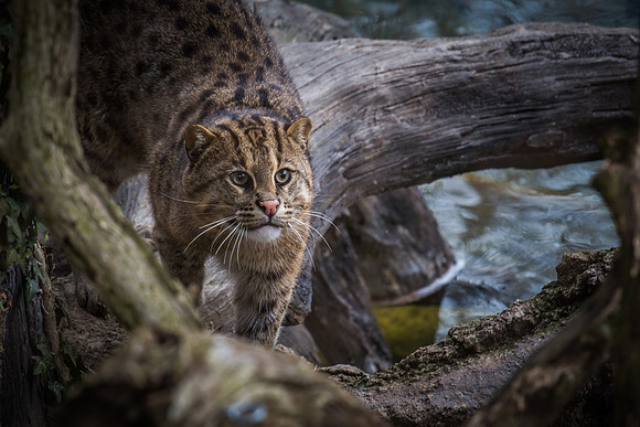 Smithsonian’s National Zoo