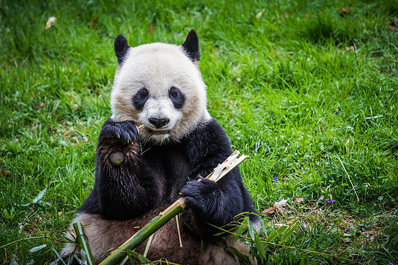 Smithsonian’s National Zoo