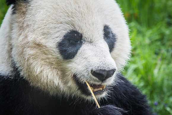 Smithsonian’s National Zoo
