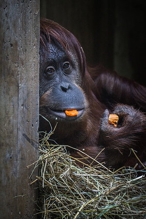 Smithsonian’s National Zoo