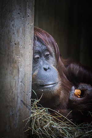 Smithsonian’s National Zoo
