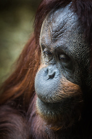 Smithsonian’s National Zoo