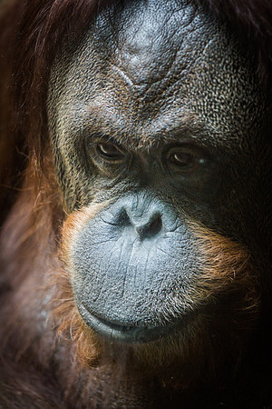 Smithsonian’s National Zoo