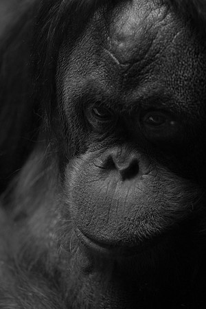 Smithsonian’s National Zoo