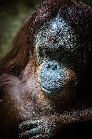 Smithsonian’s National Zoo