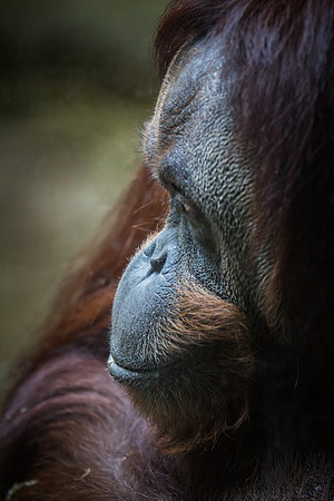 Smithsonian’s National Zoo