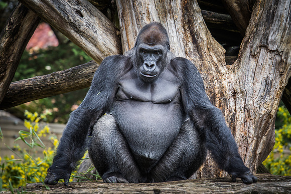 Smithsonian’s National Zoo